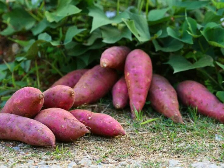 БАТАТ (СЛАДКИЙ КАРТОФЕЛЬ) #статьи@veg_guide #знакомство_с_продуктами@veg_guide Б