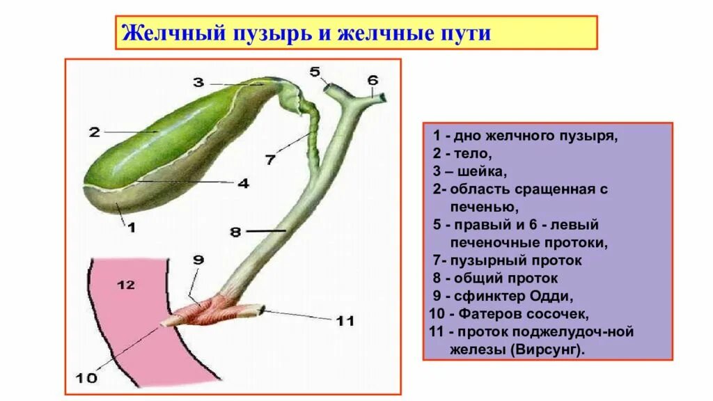 Дно том 1. Строение желчного пузыря и желчевыводящих путей. Желчный пузырь и протоки анатомия. Схема строения желчевыводящих путей. Схема желчного пузыря и протоков.