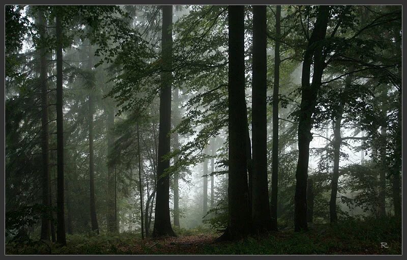 шварцвальд или «черный лес». лес шварцвальд германия. черный лес где. тёмный лес шварцвальд германия. лес шварцвальд германия.