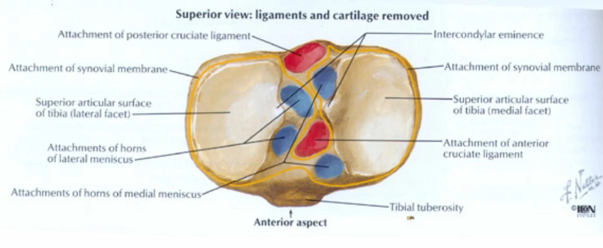 Анатомия тибиального плато. Anterior Crest ligament. Superior view перевод