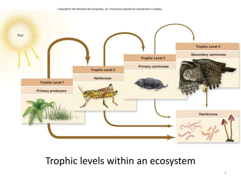 The food Chain 7 класс. Пищевая цепь Австралии. Trophic structure of Water. Self-reproduction of the ecosystem.