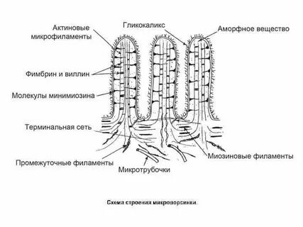 Строение ресничек и микроворсинок