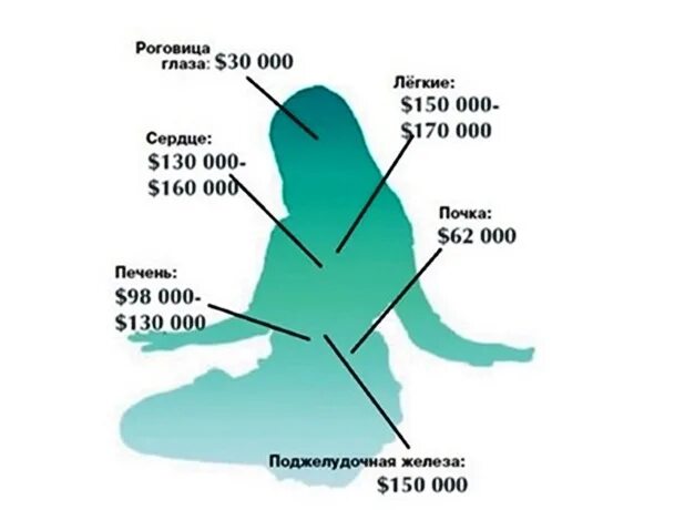 Продажа органов человека. Стоимость человеческих органов на черном рынке. Сколько стоятстоят органы. Сколько стоят органы. Стоимость органов человека.