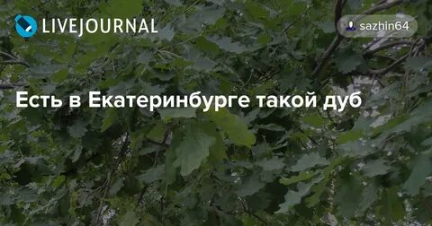 Дуб екатеринбург