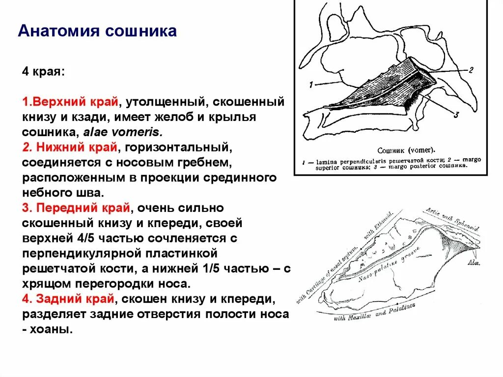 Сошник кость. Сошник кость черепа анатомия. Сошник и хоаны. Сошник кость анатомия. Сошник кость строение.