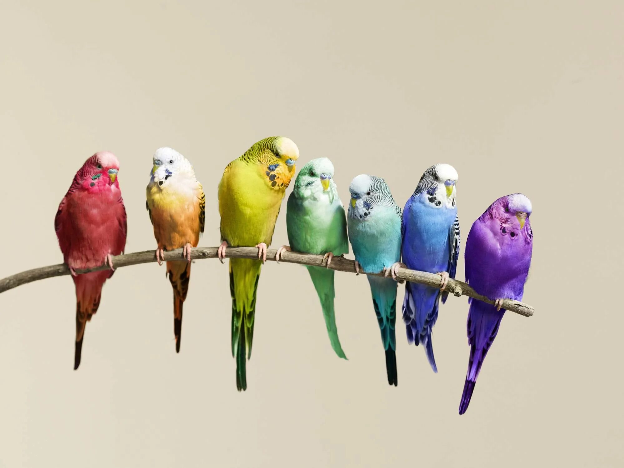 Попугаи волнистые попугайчики. Волнистый попугайчик окрасы. Расцветки оперения волнистых попугаев. Радужный окрас волнистых попугаев.