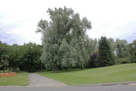 Белая ива сканворд