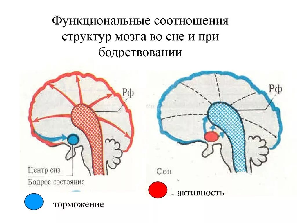 Физиологические механизмы сна. Физиологические механизмы бодрствования. Нейрофизиологические механизмы сна и бодрствования. Механизм регуляции сна и бодрствования.