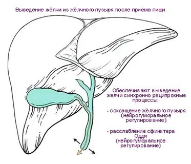 Как выводить желчь из организма