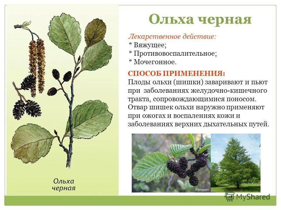 Как опыляется ольха. Соплодия ольхи. ольха сибирская дерево. ольха растение.
