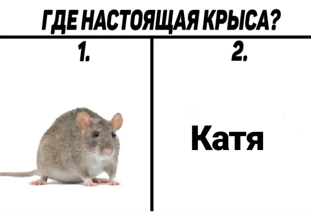 Катя глупо. Тупые шутки про Катю. Катя Мем. Ненавижу имя Катя.