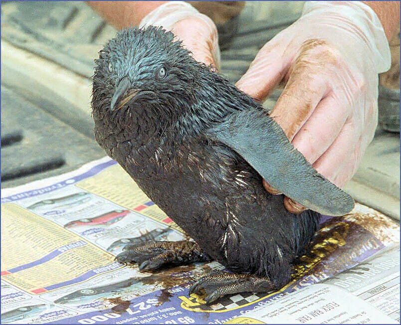 Ранняя птичка прочищает. Спасение морских животных от нефти. Пингвины в нефти. Животные пострадавшие от нефти. Птица в мазуте.