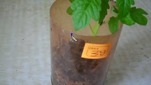 Перевалка томатов в большую емкость. Перевалка рассады томатов. перевалка рассады томатов в большую емкость. перевалка перца в большие емкости. перевалка томатов в большую емкость в каком возрасте.