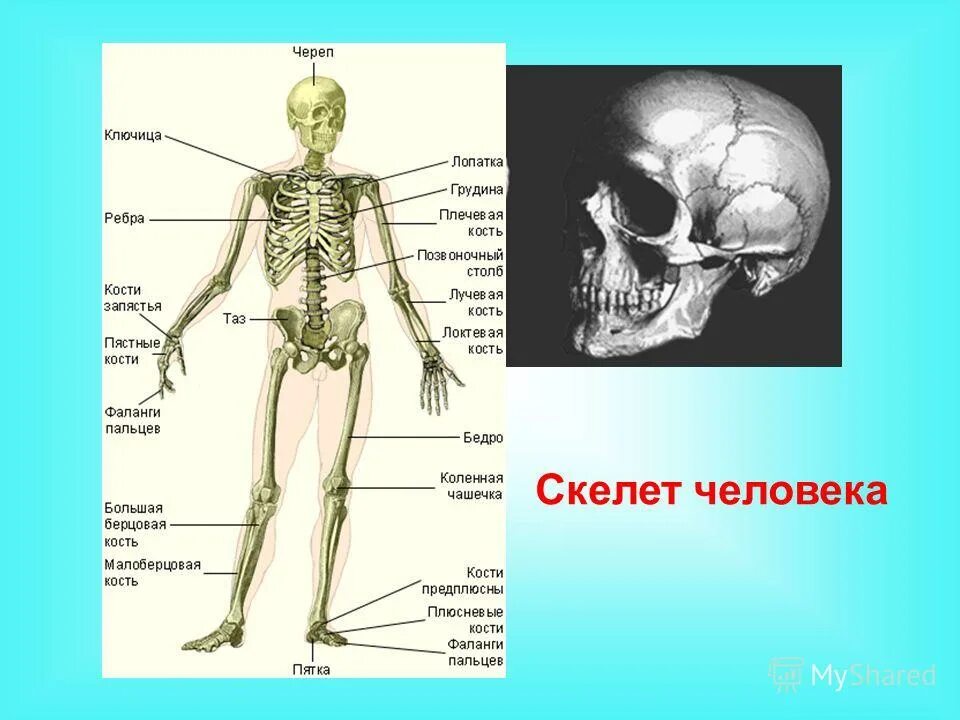 Механической функции скелета человека. Скелет туловища человека. Икра человека фото на скелете. Как называется кость в ляшке.