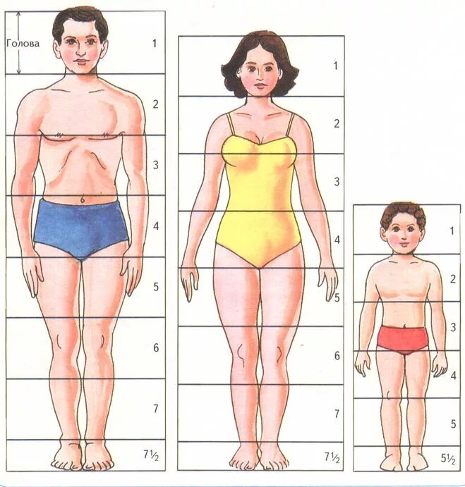 Пропорции человека. Пропорции фигуры человека. Пропорции женской, мужской и детской фигур. Пропорциональная фигура человека. Тело насколько