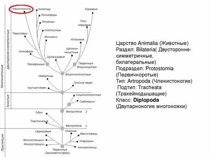 Систематика эволюции