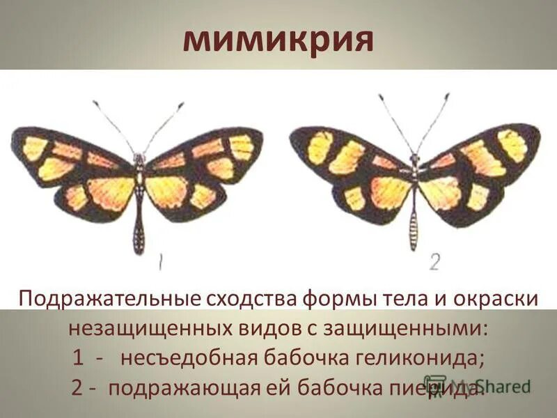 Мимикрия одежда. Мимикрия одежда. Мимикрия wikipedia hayeren. Мимикрия одежда. Мотылек мимикрия.
