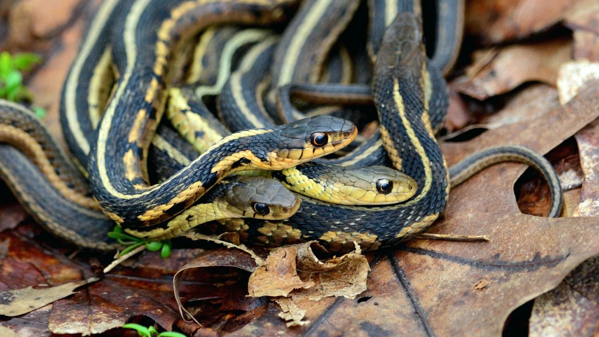 Западная подвязочная змея (Thamnophis elegans).. Подвязочная змея (Thamnophis sirtalis). Подвязочная змея пестрая (Thamnophis Marcianus). Калифорнийский полоз.