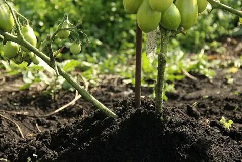 Как рыхлить помидоры