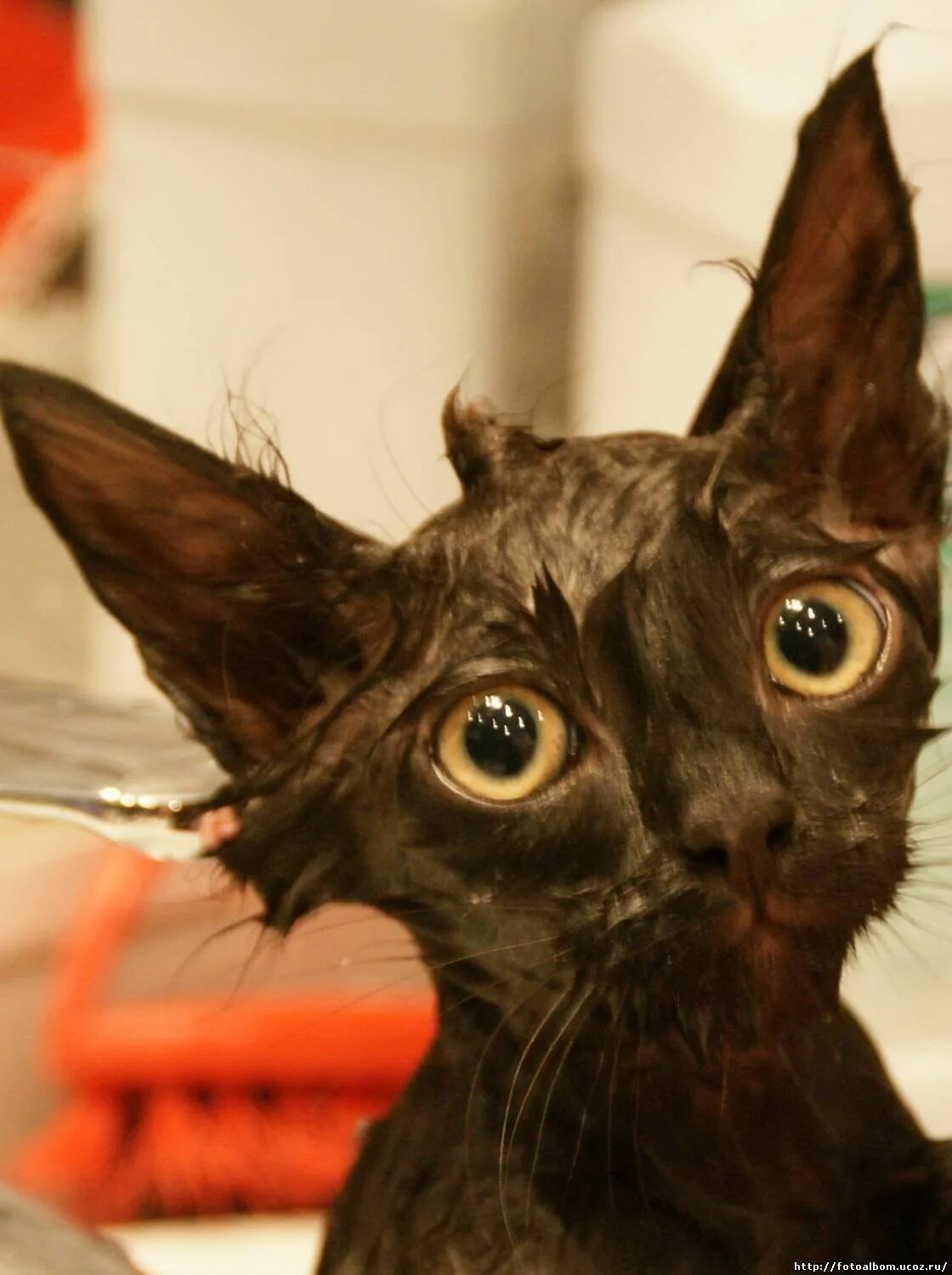 Почему котенок мокрый. Мокрая кошка. мокрые коты. мокрый котенок. мокрые кошки смешные.