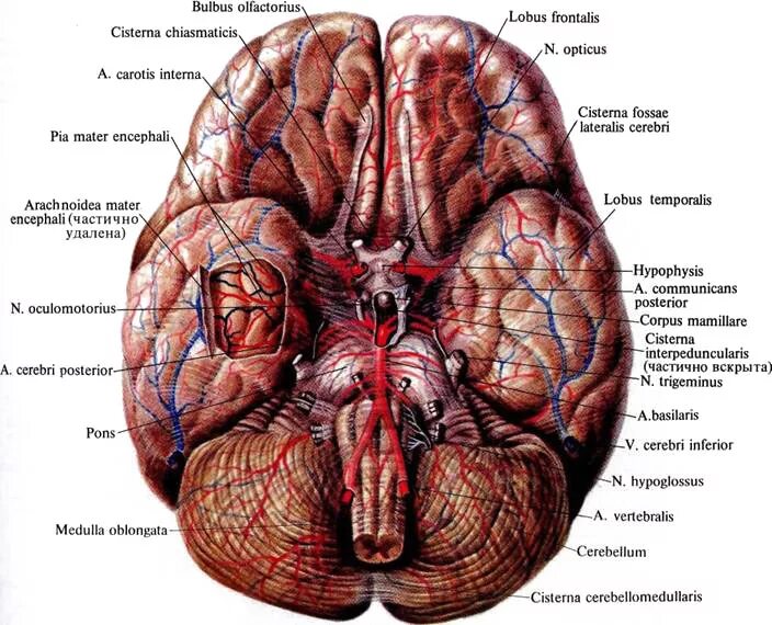 Нижняя поверхность мозга. Головной мозг снизу. Головной мозг вид снизу. Основание головного мозга анатомия. Анатомия головного мозга атлас.