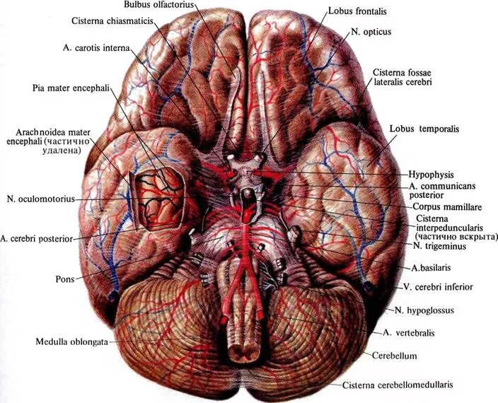 Нижняя поверхность мозга
