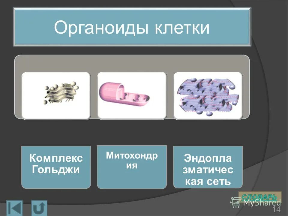 Органоид называемый энергетической станцией клетки