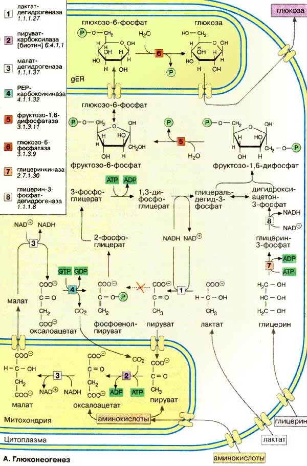 Синтез глюкозы в организме. Схема глюконеогенеза биохимия. Схема глюконеогенеза из лактата. Глюконеогенез полная схема. Глюконеогенез из лактата схема.