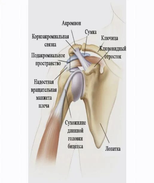 заболевания плечевого сустава какие. анатомия плечевого сустава боль. щелкает плечевой сустав. тендовагинит сухожилия надостной мышцы плечевого сустава. больное плечо.