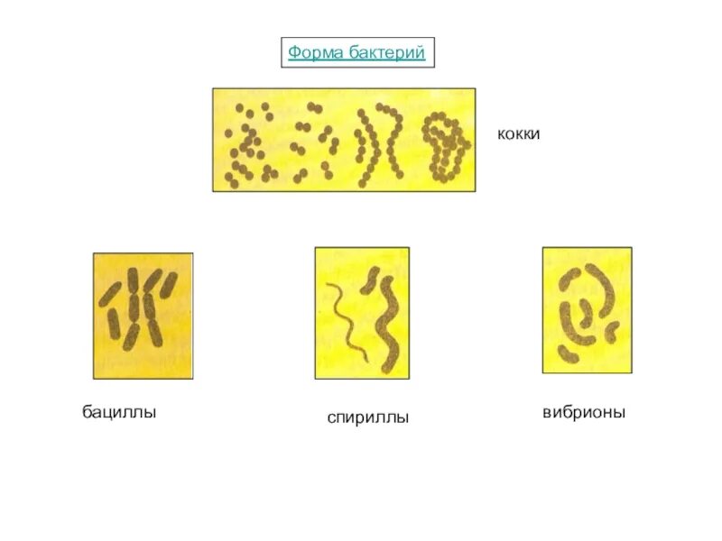 S форма бактерий. Формы бактерий 1 кокки 2 бациллы 3 вибрионы. Формы бактерий кокки бациллы спириллы вибрионы. Палочковидные бактерии кокки. Кокки спириллы вибрионы палочки.