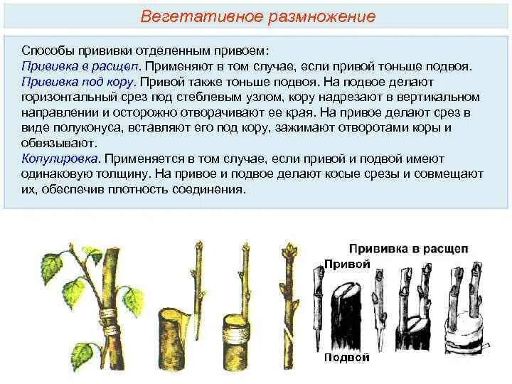 Вегетативное размножение прививкой инструкция. Вегетативное размножение растений прививки. Размножение стеблевыми черенками вегетативное размножение. Размножение прививкой последовательность. Прививки растений подвой привой.