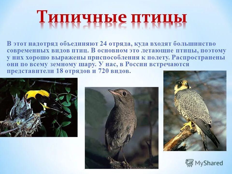 Птицы доклад 7 класс. Типичные птицы. Надотряд типичные птицы. Описание типичных птиц. Надотряд типичные птицы представители.