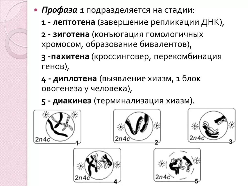 Лептотена. Стадии профазы 1 мейоза. Профаза 1 мейоза лептотена зиготена пахитена. Этапы профазы 1 мейоза. Фазы мейоза лептотена зиготена.