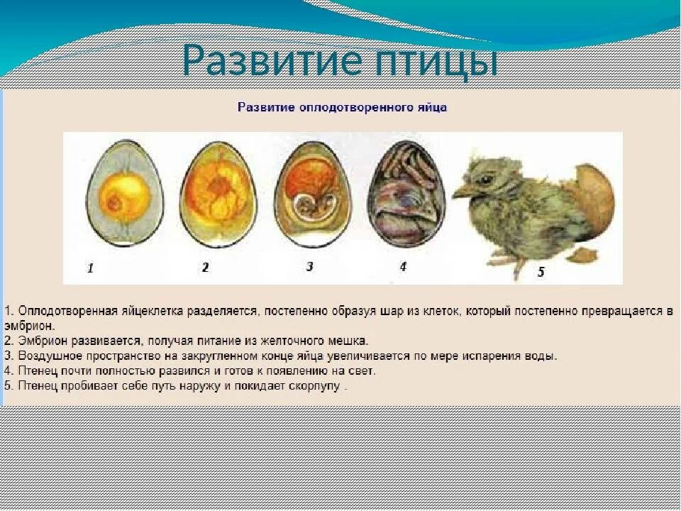 Через какое время после вылупления. Основные этапы формирования яйца до его откладывания у птиц. Развитие птичьего эмбриона в яйце. Стадии развития зародыша птицы. Стадии развития эмбриона птицы.