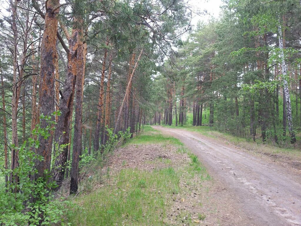 Чернолучье поле фото. Чернолучинский, южная ,2. Чернолучинский омская область. Бор чернолучье. Д п чернолучинский.