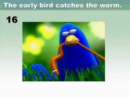 Catch bird