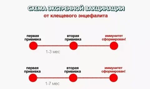 Прививка от клещевого энцефалита когда начинает действовать