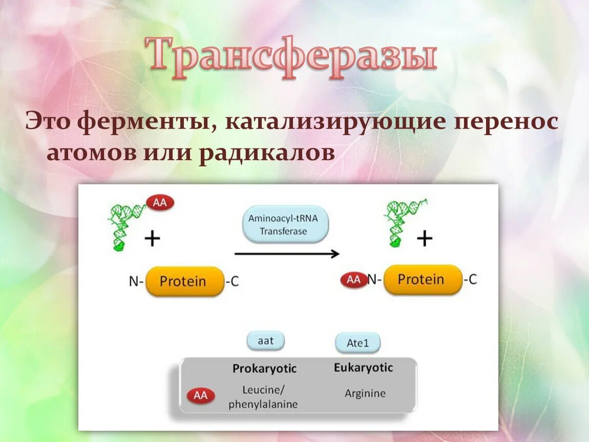 Трансферазы это. Трансферазы. ферменты трансферазы катализируют. трансферазы примеры реакций. трансферазы класс ферментов.