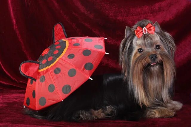 Лиловый йоркширский терьер. Московский йоркширский терьер. Питомник собак йоркширский терьер. Питомник нижний новгород йоркширский терьер мини. Московский йоркширский терьер.