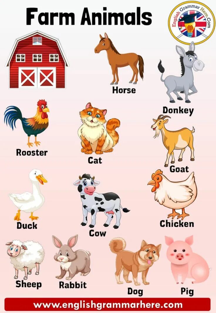 Имя animals