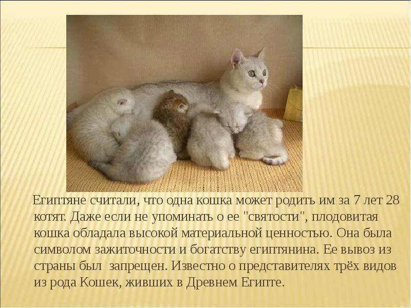 Самая плодовитая кошка. Мир кошек. 1 Кошка за год может родить. На какой срок была кошка. На сколько можно оставить кошку одну