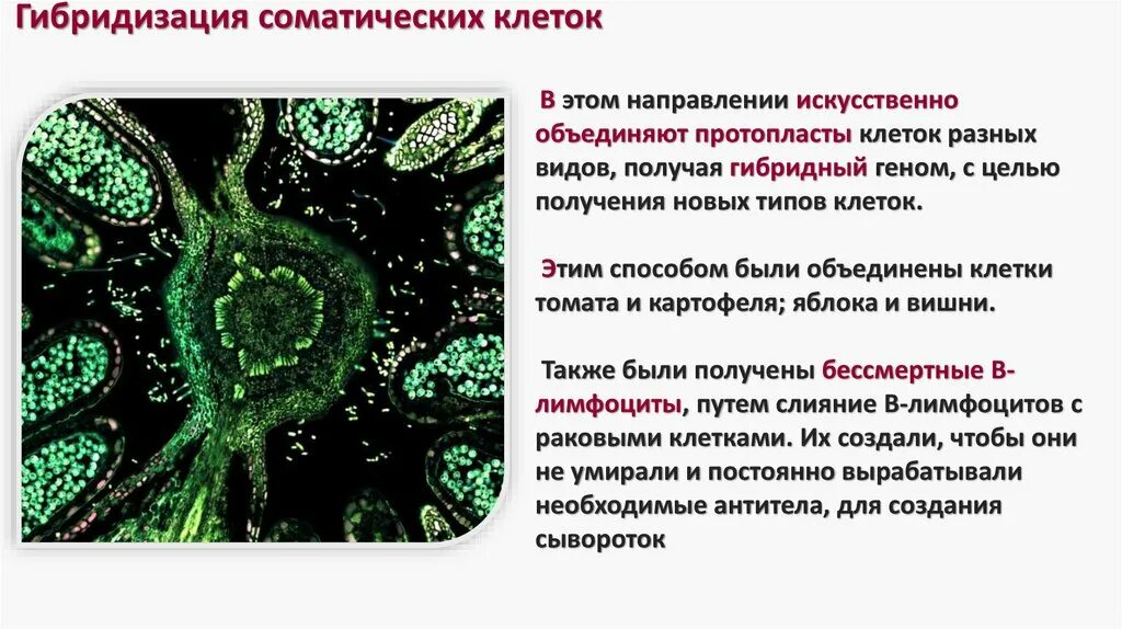 Что такое соматические клетки