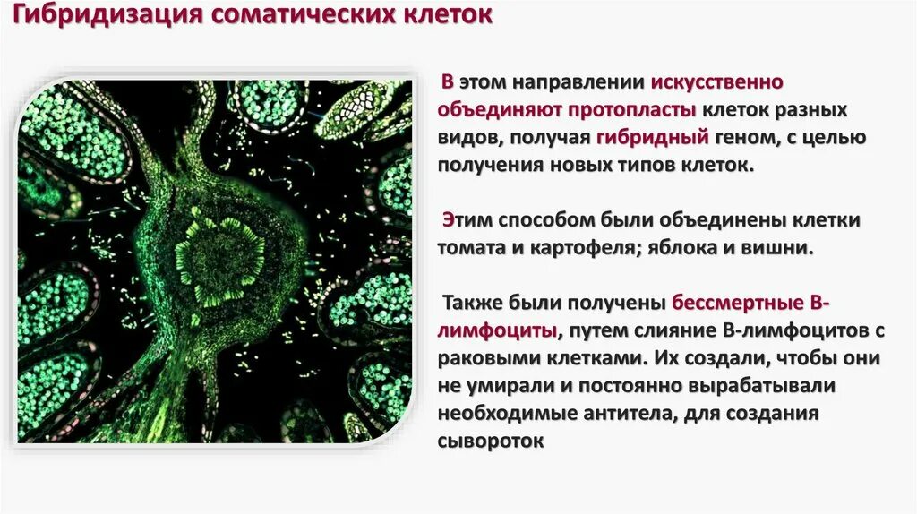 Биотехнология гибридизация. Гибридизация клеток клеточная инженерия. Метод гибридизации клеток. Метод гибридизации соматических клеток. Гибридизация метод клеточной инженерии.