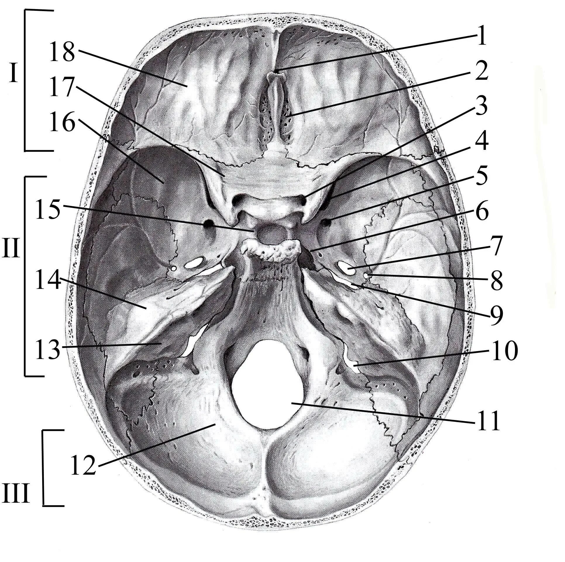 Основание черепа Черепные ямки. Внутреннее основание черепа анатомия. Внутреннее основание черепа Синельников. Черепные ямки внутреннего основания черепа. Мозговое основание черепа