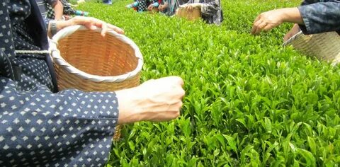 Make green