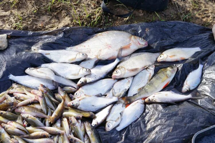 двина какая рыба водится. двина какая рыба водится. рыбалка на северной двине. налим 20 кг. двина какая рыба водится.