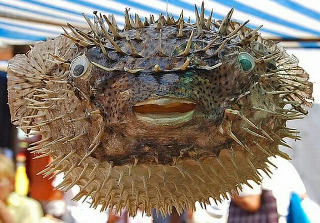 Рыба фу. Фугу (рыба-шар). Фугу в Тайланде. Рыба фугу Тайланд. Ядовитая рыба фугу.