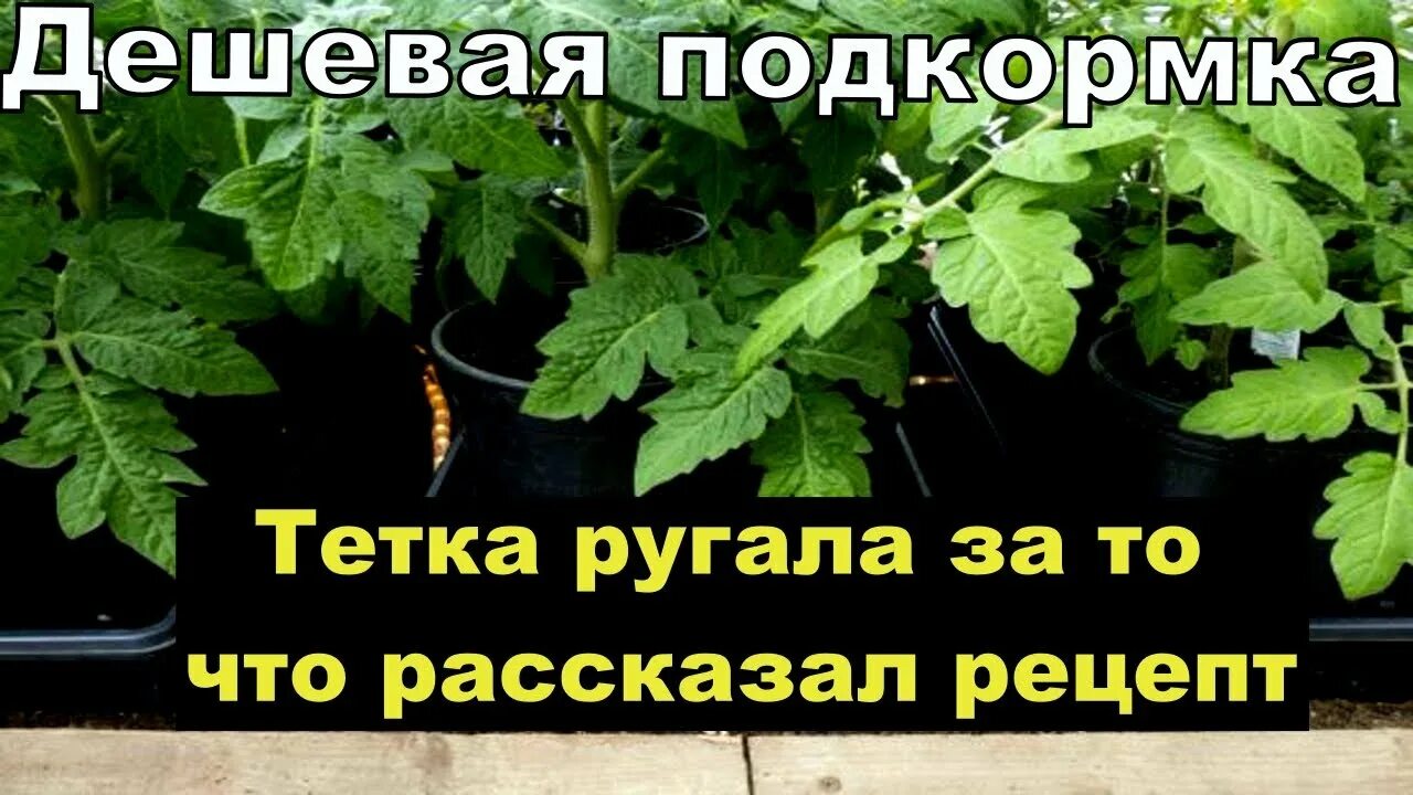 Что делать чтобы рассада была толстой. Коренастая рассада томатов. Толстая рассада. Коренастая и толстая рассада томата.