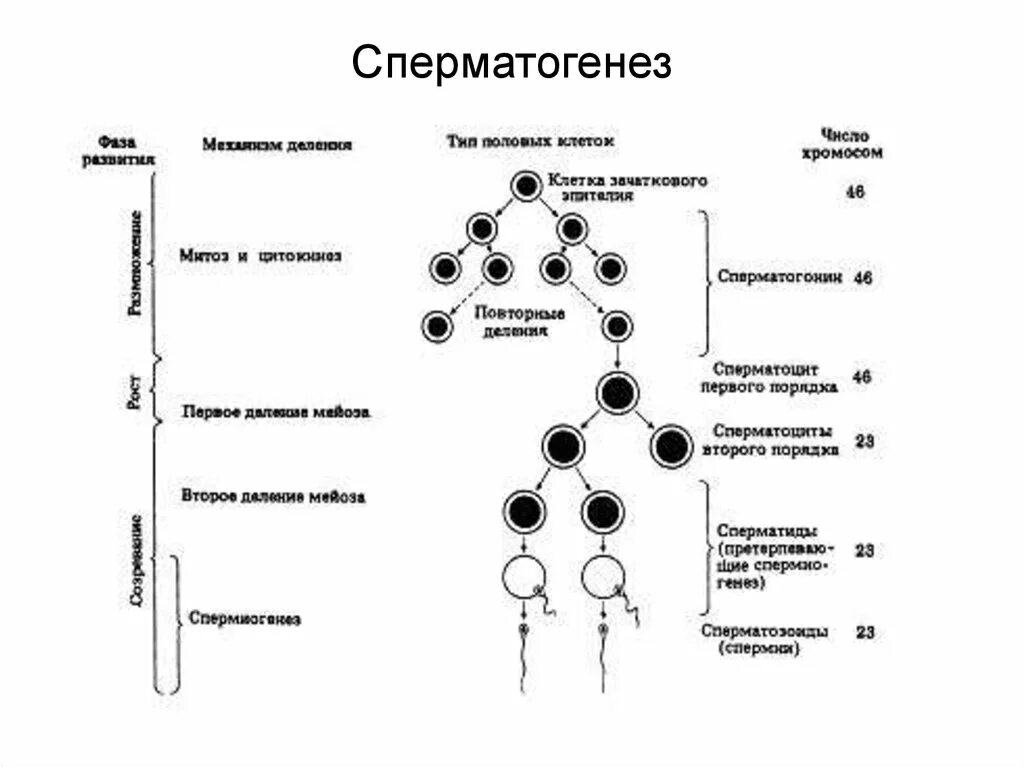 Сперматогенез сколько образуется. Стадии сперматогенеза схема. этапы сперматогенеза схема. сперматогенез сперматоциты. фазы сперматогенеза таблица.