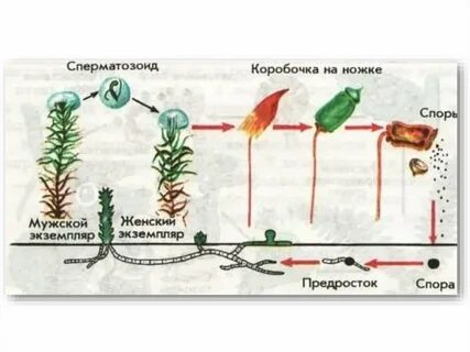 Необходимые условия для оплодотворения мхов